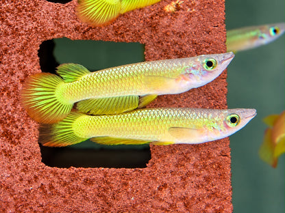 Goldener Streifenhechtling Aplocheilus lineatus
