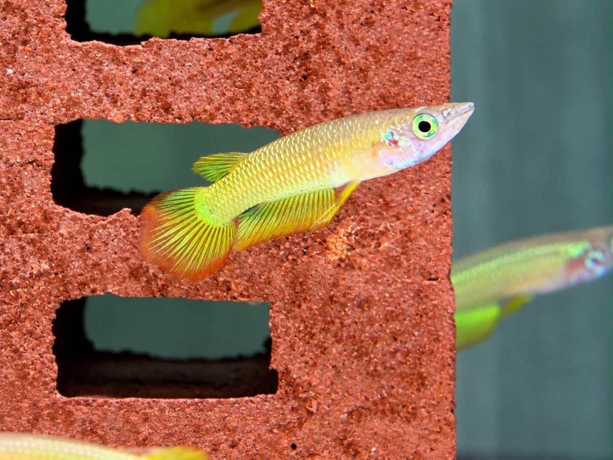 Goldener Streifenhechtling Aplocheilus lineatus