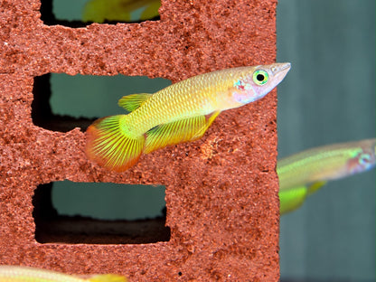Goldener Streifenhechtling Aplocheilus lineatus