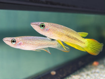 Goldener Streifenhechtling Aplocheilus lineatus