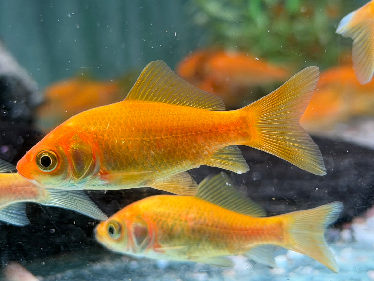 Goldfisch Gelb Carassius auratus  8-10 cm