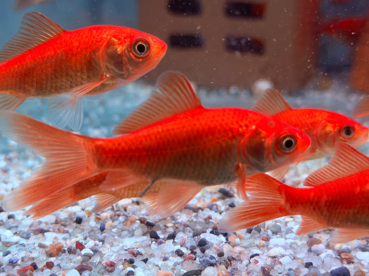 Goldfisch Rot / Orange Carassius auratus  8-10 cm