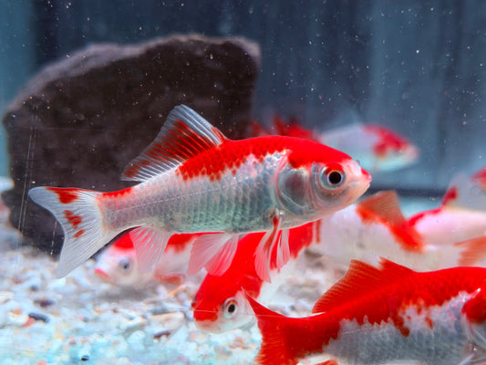 Goldfisch Sarasa Carassius auratus  8-10 cm