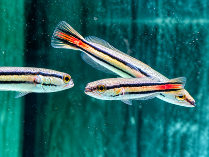 Goldlinien Schlangenkopffisch Channa micropeltes 7-8 cm