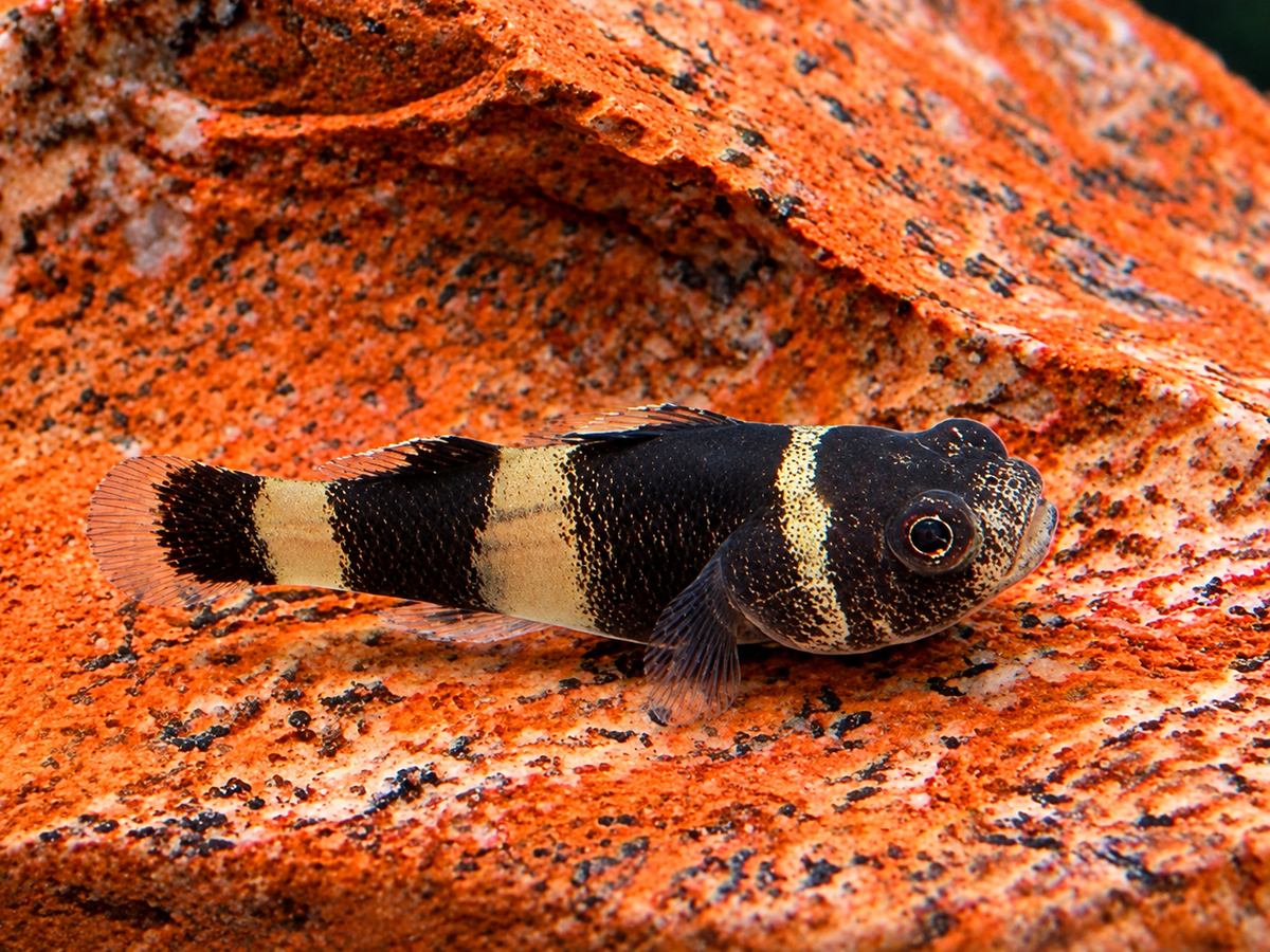 Goldringelgrundel Brachygobius doriae
