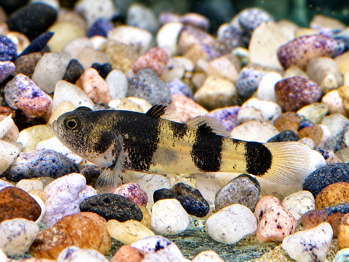 Goldringelgrundel Brachygobius doriae