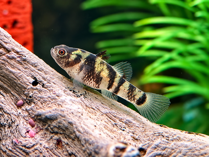 Goldringelgrundel Brachygobius xanthozona