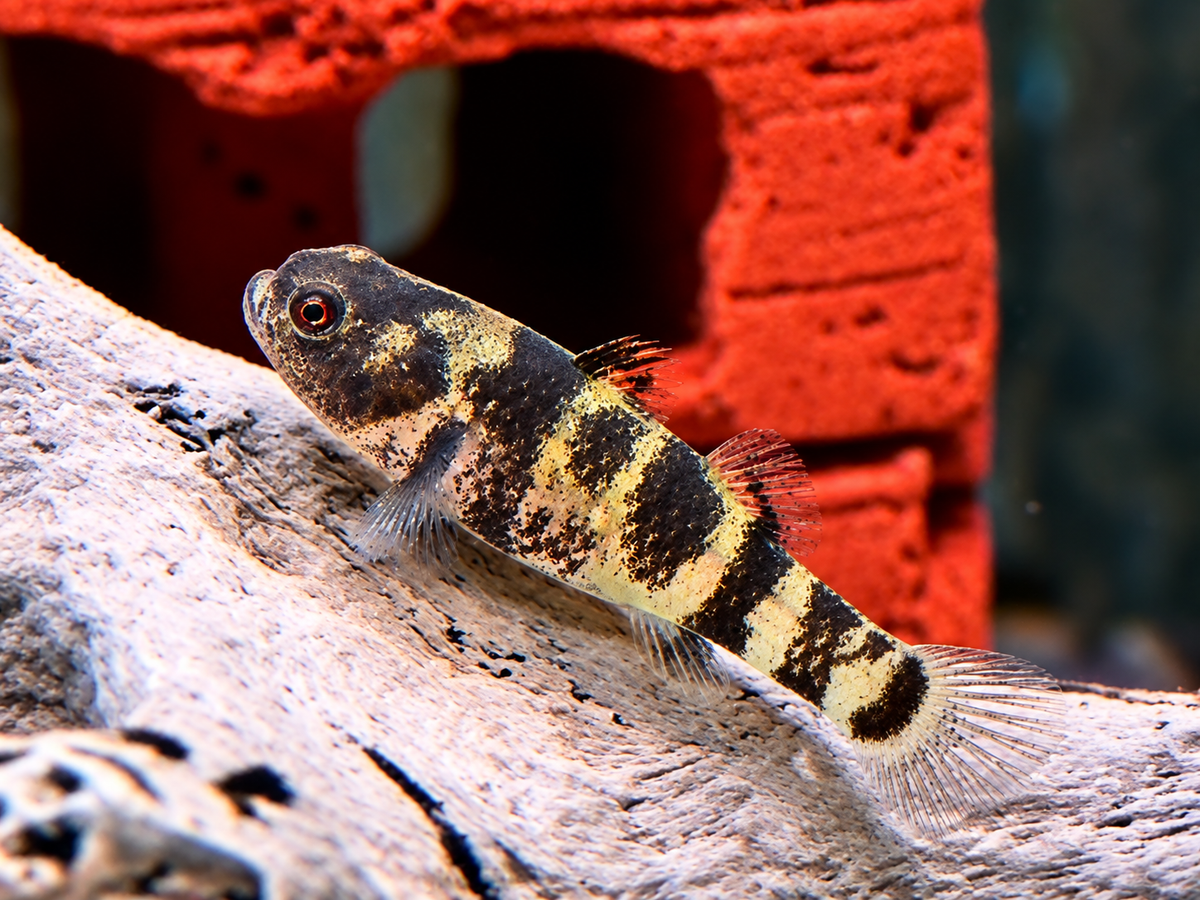 Goldringelgrundel Brachygobius xanthozona