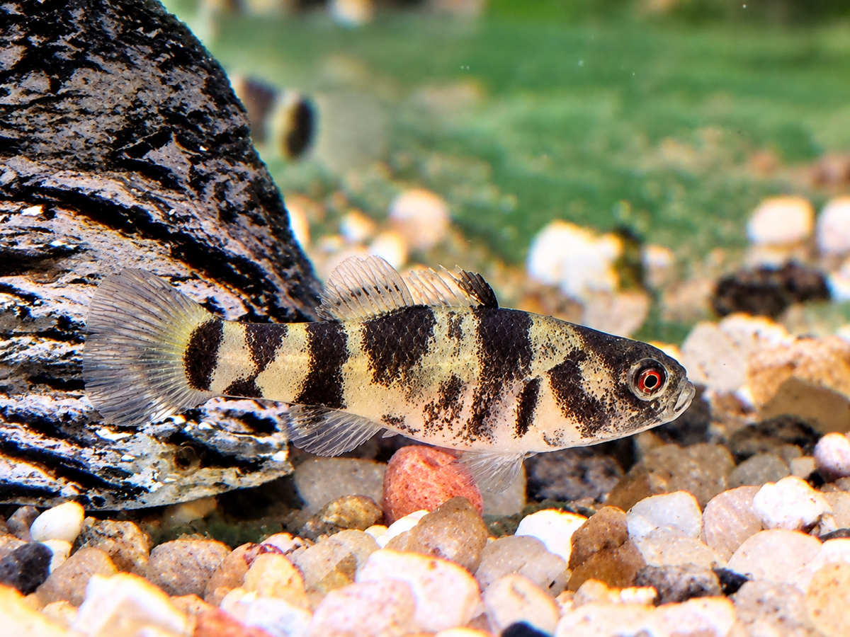 Goldringelgrundel Brachygobius xanthozona