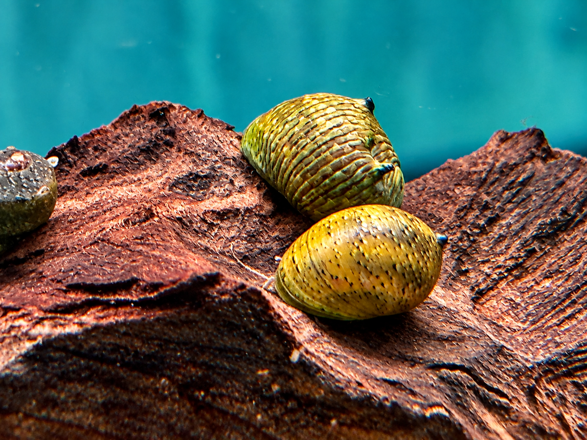 Grüne Geweihschnecke Clithon corona