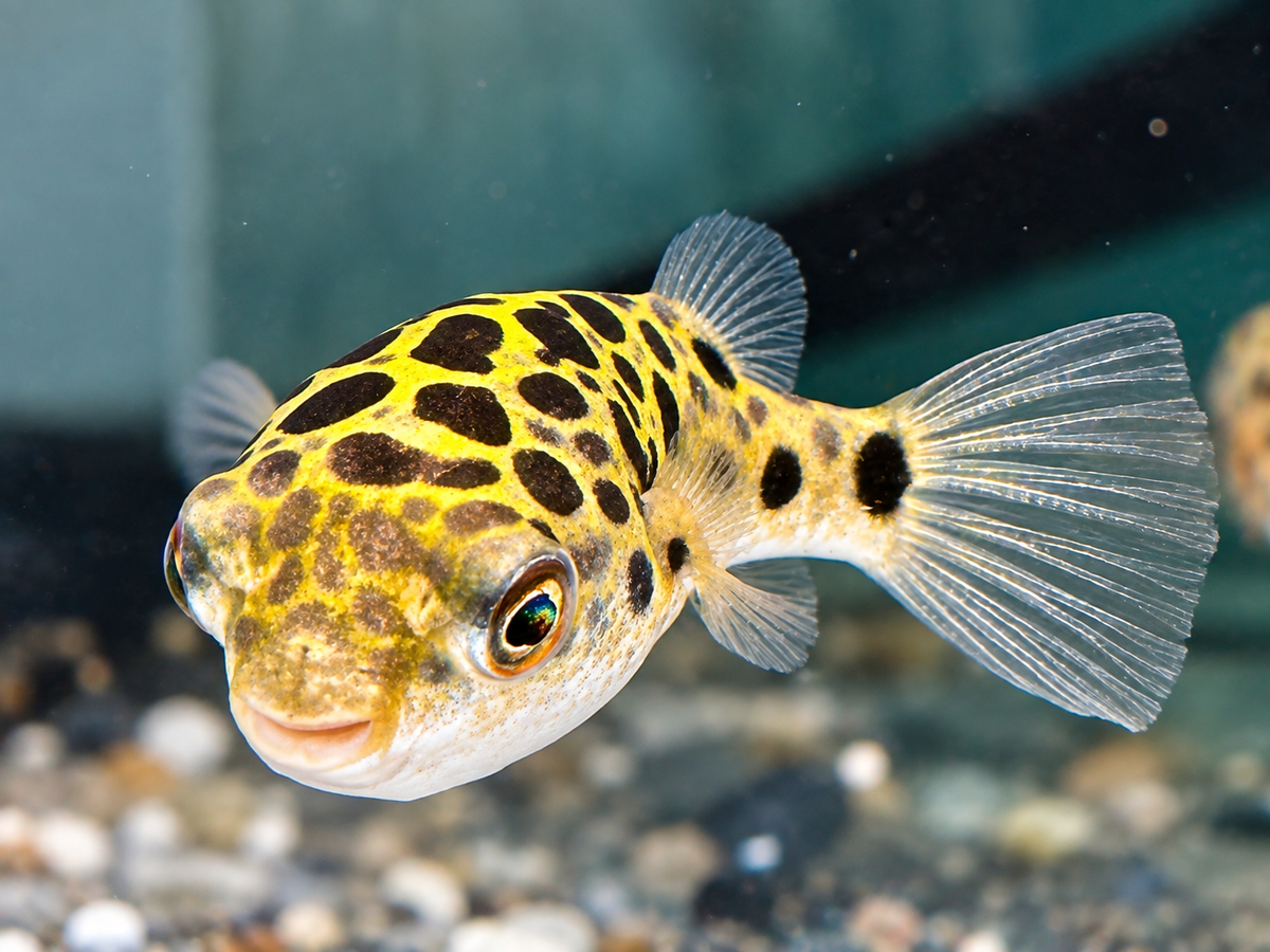 Grüner Kugelfisch Dichotomyctere (Tetraodon) nigroviridis