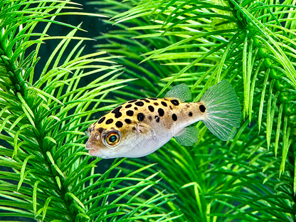 Grüner Kugelfisch Dichotomyctere (Tetraodon) nigroviridis