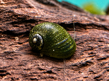 Grüne Geweihschnecke Clithon corona