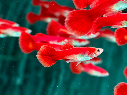 Guppy Flamingo Rot Poecilia reticulata Männchen