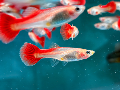 Guppy Flamingo Rot Poecilia reticulata Weibchen