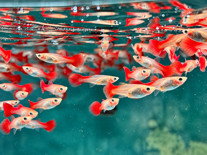 Guppy Flamingo Rot Poecilia reticulata Weibchen