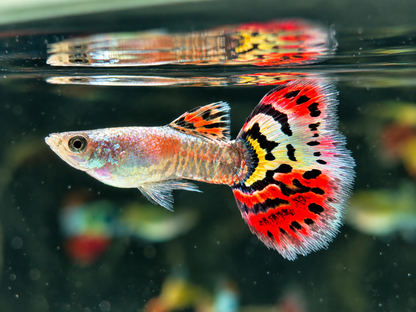 Guppy Leopard Poecilia reticulata Männchen