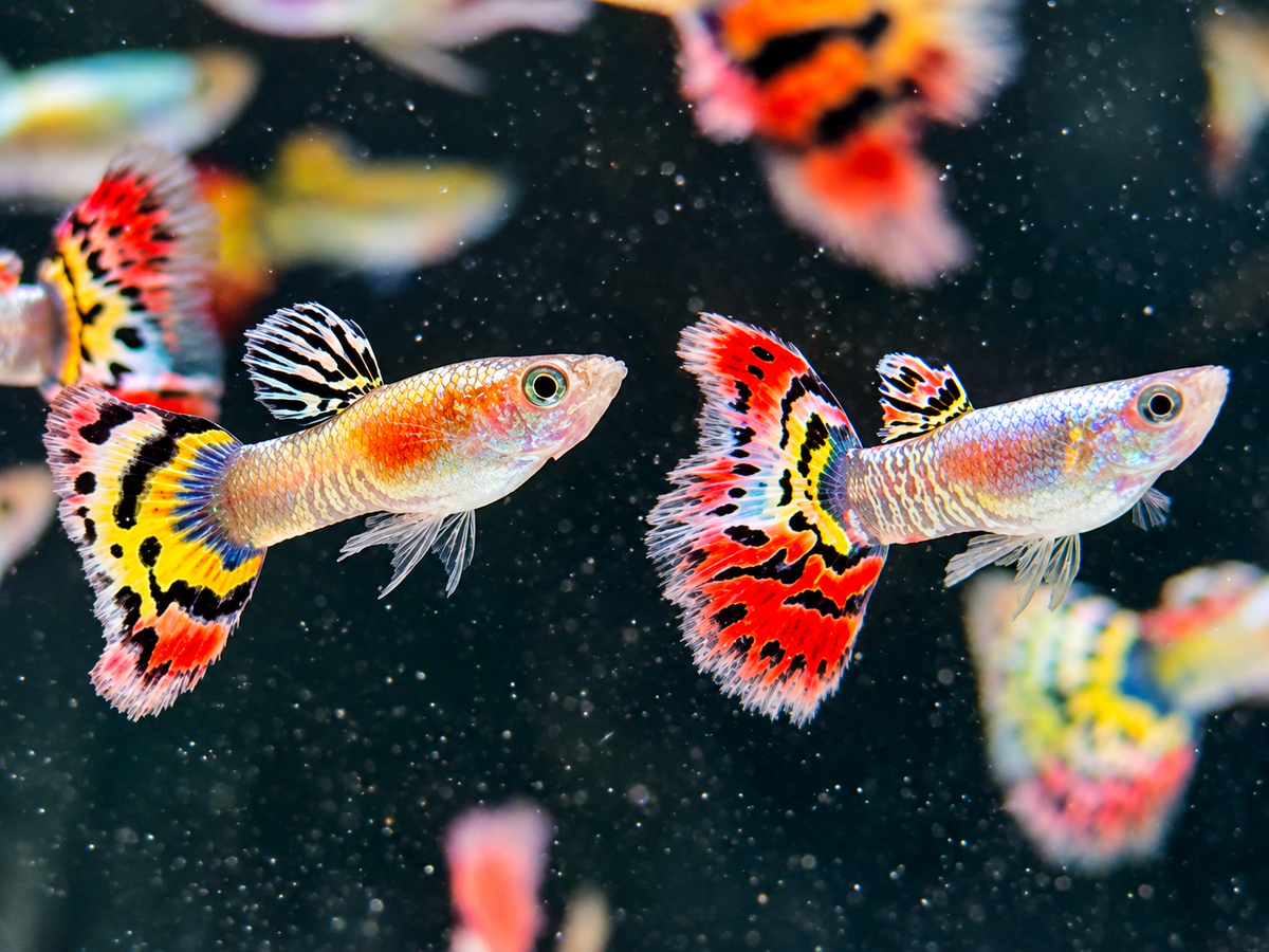 Guppy Leopard Poecilia reticulata Männchen