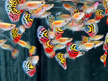 Guppy Leopard Poecilia reticulata Männchen