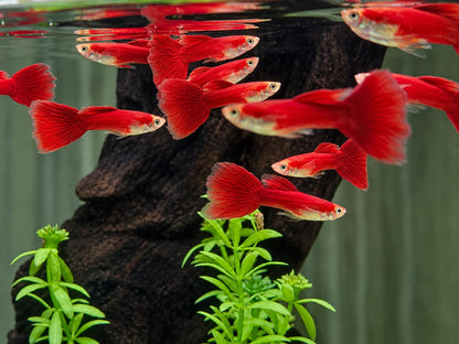 Guppy Moskau Rot Poecilia reticulata Männchen
