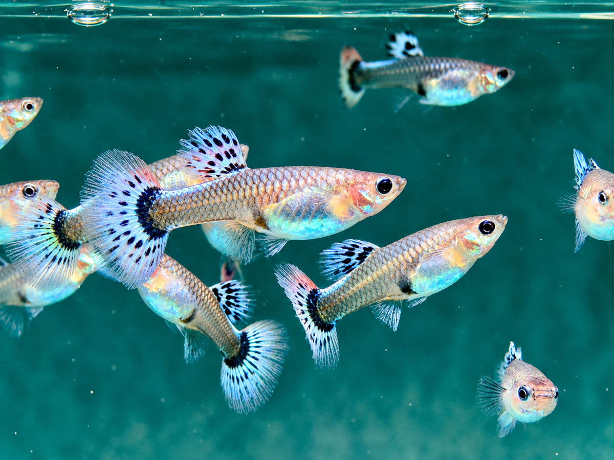 Guppy Weibchen gemischt Poecilia reticulata