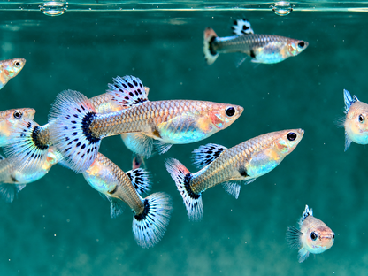 Guppy Weibchen gemischt Poecilia reticulata
