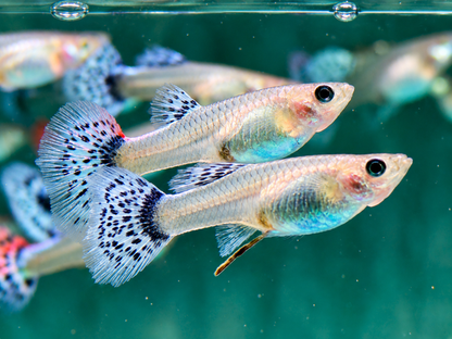 Guppy Weibchen gemischt Poecilia reticulata