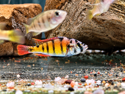 Haplochromis sp. Thick Skin CH44
