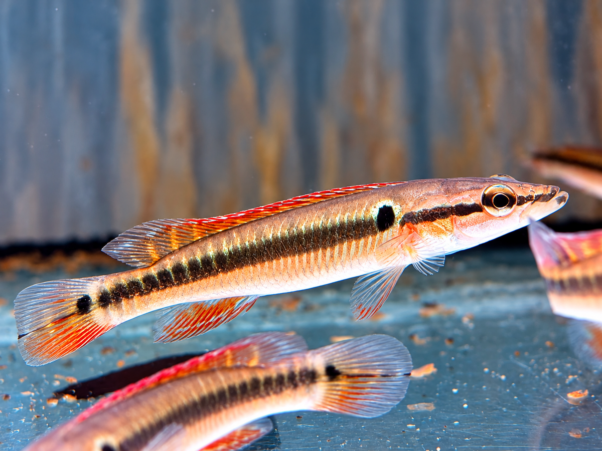Hechtbuntbarsch Crenicichla zebrina 9-10 cm