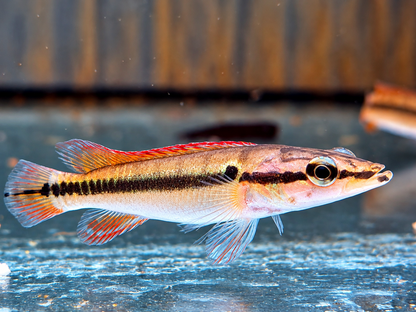 Hechtbuntbarsch Crenicichla zebrina 9-10 cm