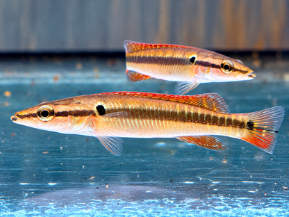 Hechtbuntbarsch Crenicichla zebrina 9-10 cm