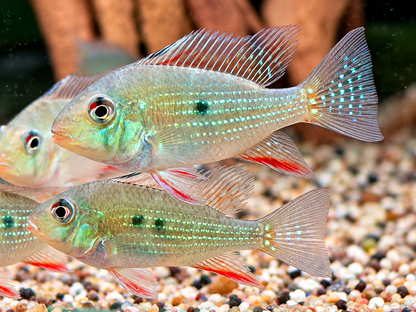 Heckels Buntbarsch Acarichthys heckelii