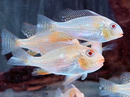 Heckels Buntbarsch albino Acarichthys heckelii 4-4,5 cm