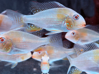 Heckels Buntbarsch albino Acarichthys heckelii 4-4,5 cm