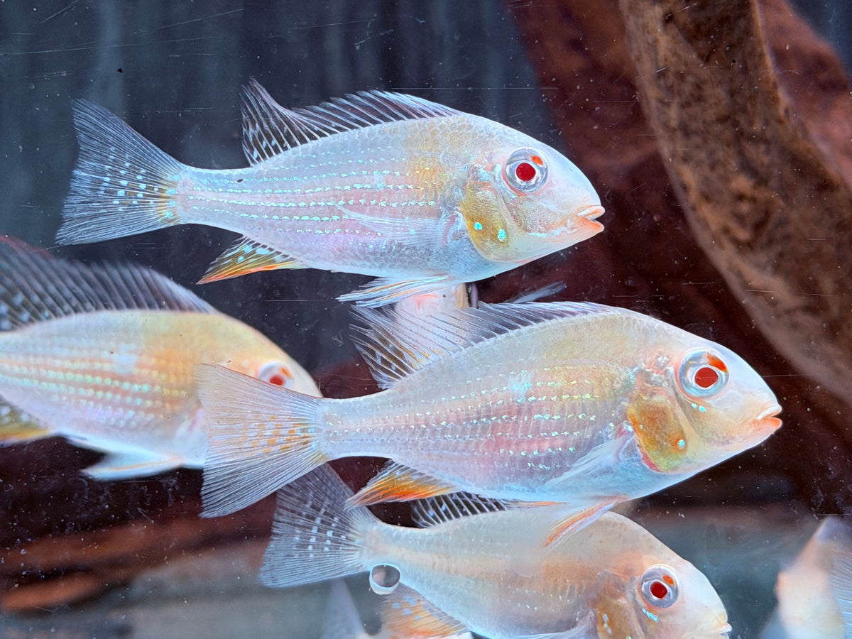 Heckels Buntbarsch albino Acarichthys heckelii 4-4,5 cm