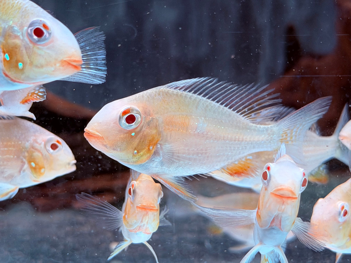 Heckels Buntbarsch albino Acarichthys heckelii 4-4,5 cm