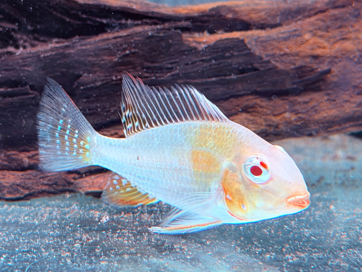 Heckels Buntbarsch albino Acarichthys heckelii 4-4,5 cm