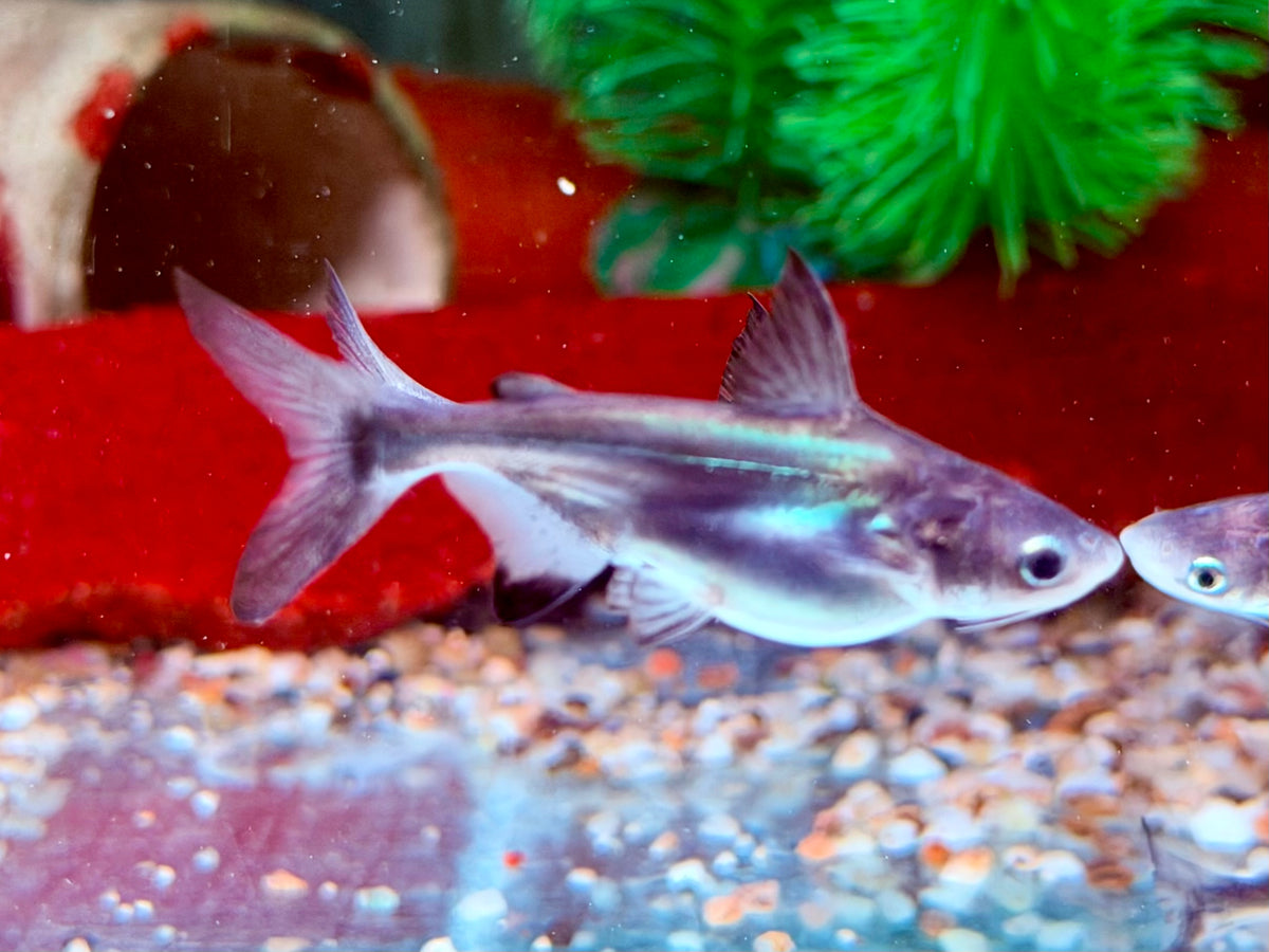 Hochflossenhaiwels Thai Shark Pangasius sanitwongsei 6-7 cm