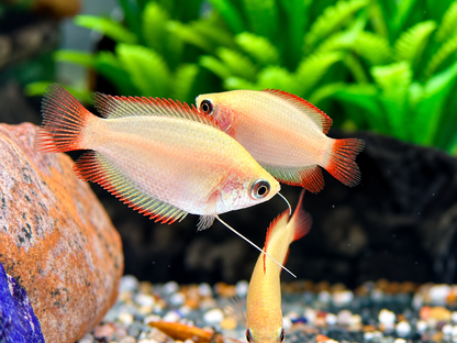 Honigfadenfisch Gold Colisa chuna