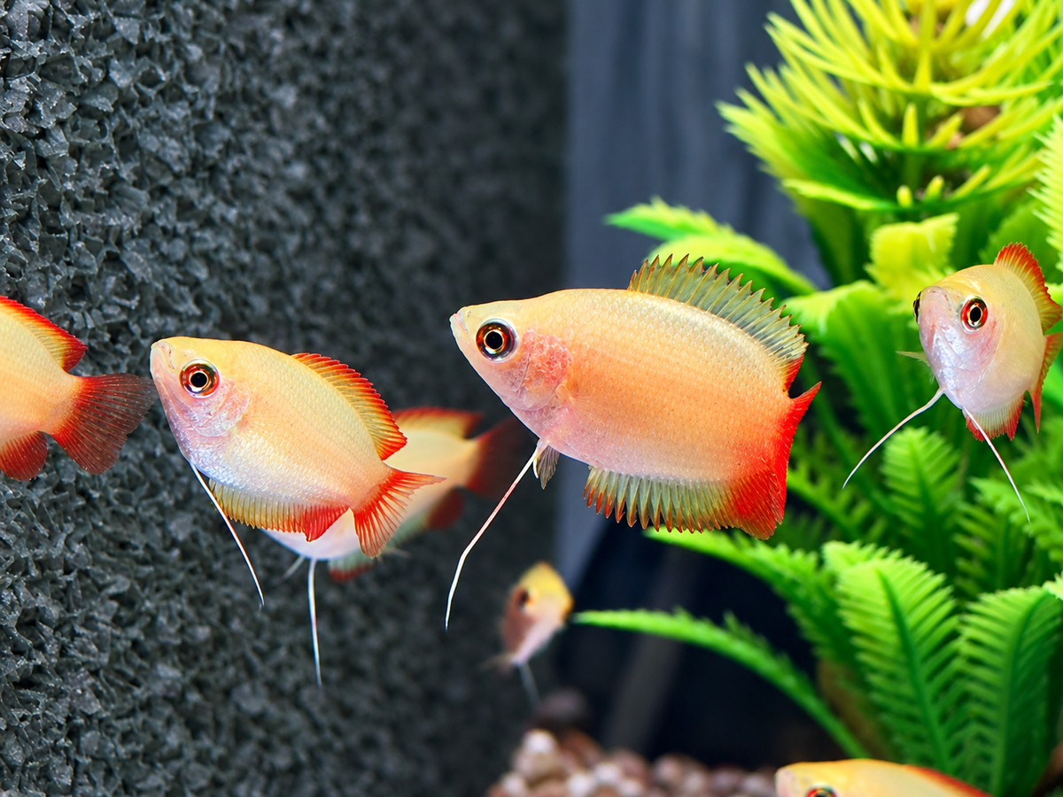 Honigfadenfisch Gold Colisa chuna