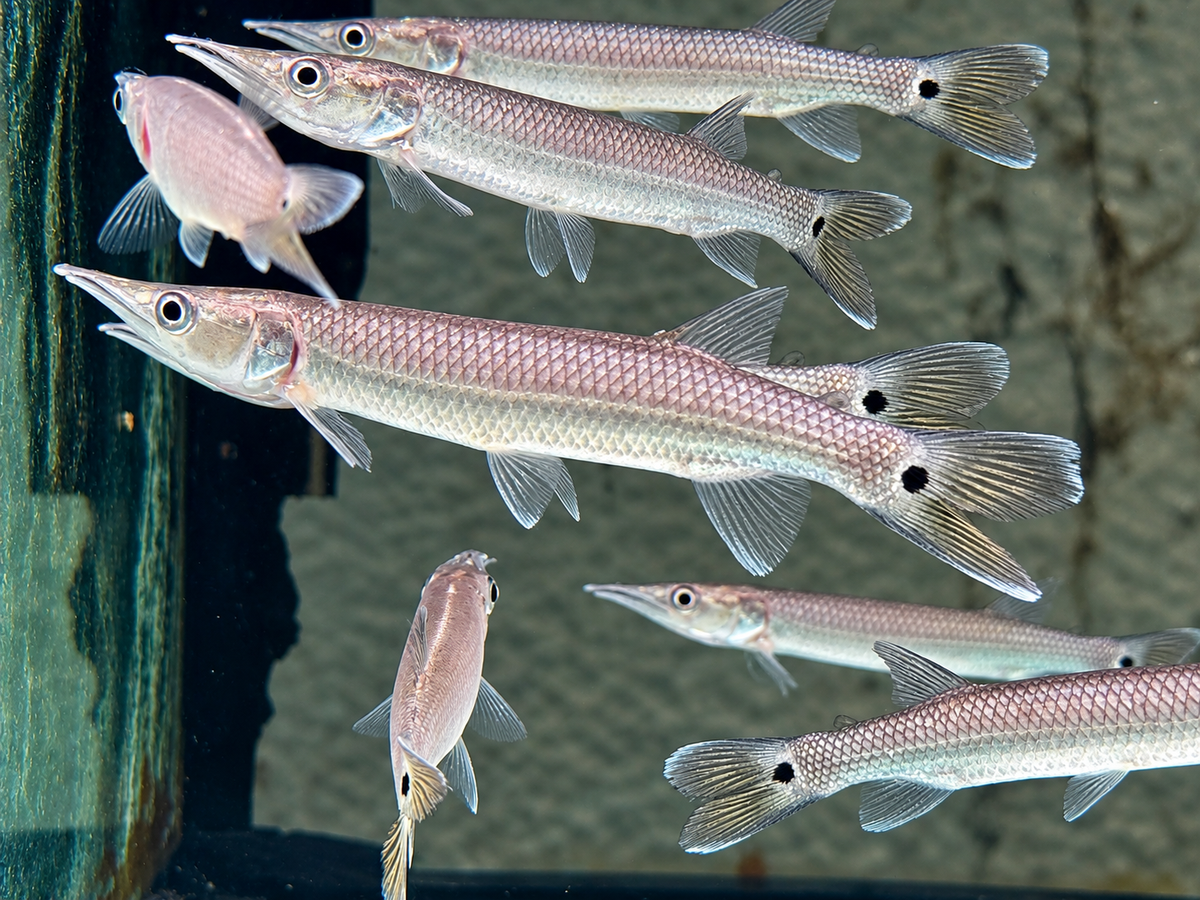Hujeta Hechtsalmler Ctenolucius hujeta 10-12 cm