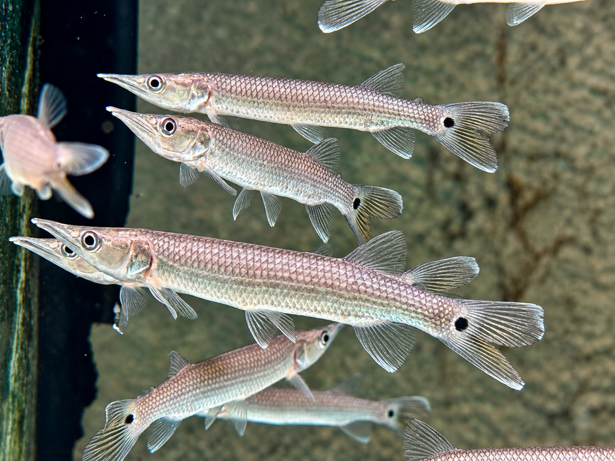 Hujeta Hechtsalmler Ctenolucius hujeta 10-12 cm