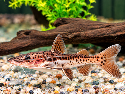 Hybrid Tigerspatelwels x Rotflossenantennewels 12-14 cm