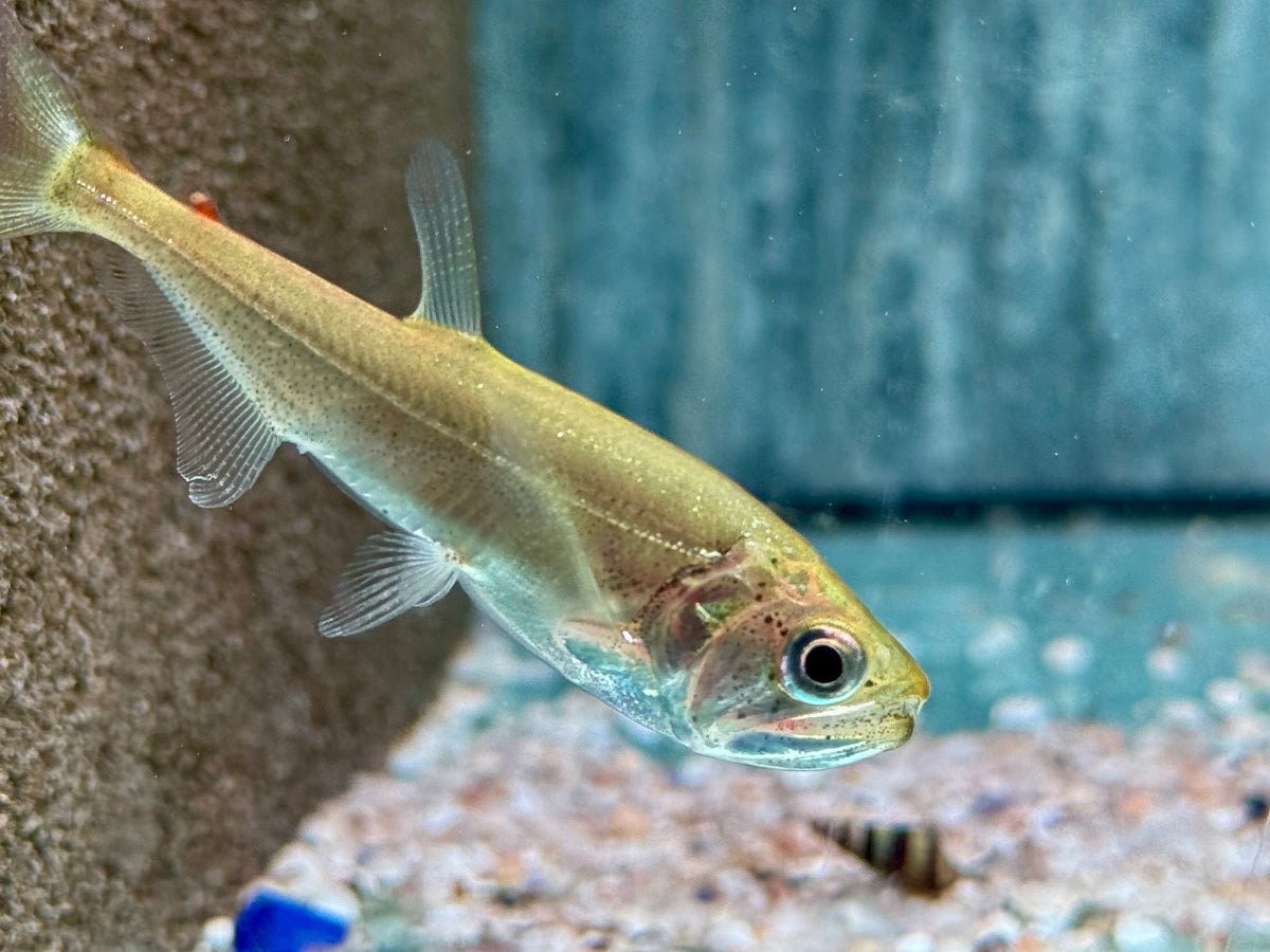 Hydrolycus armatus  Vampirfisch I Payara 7-9 cm
