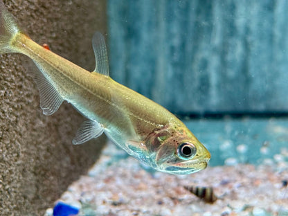 Hydrolycus armatus  Vampirfisch I Payara 7-9 cm