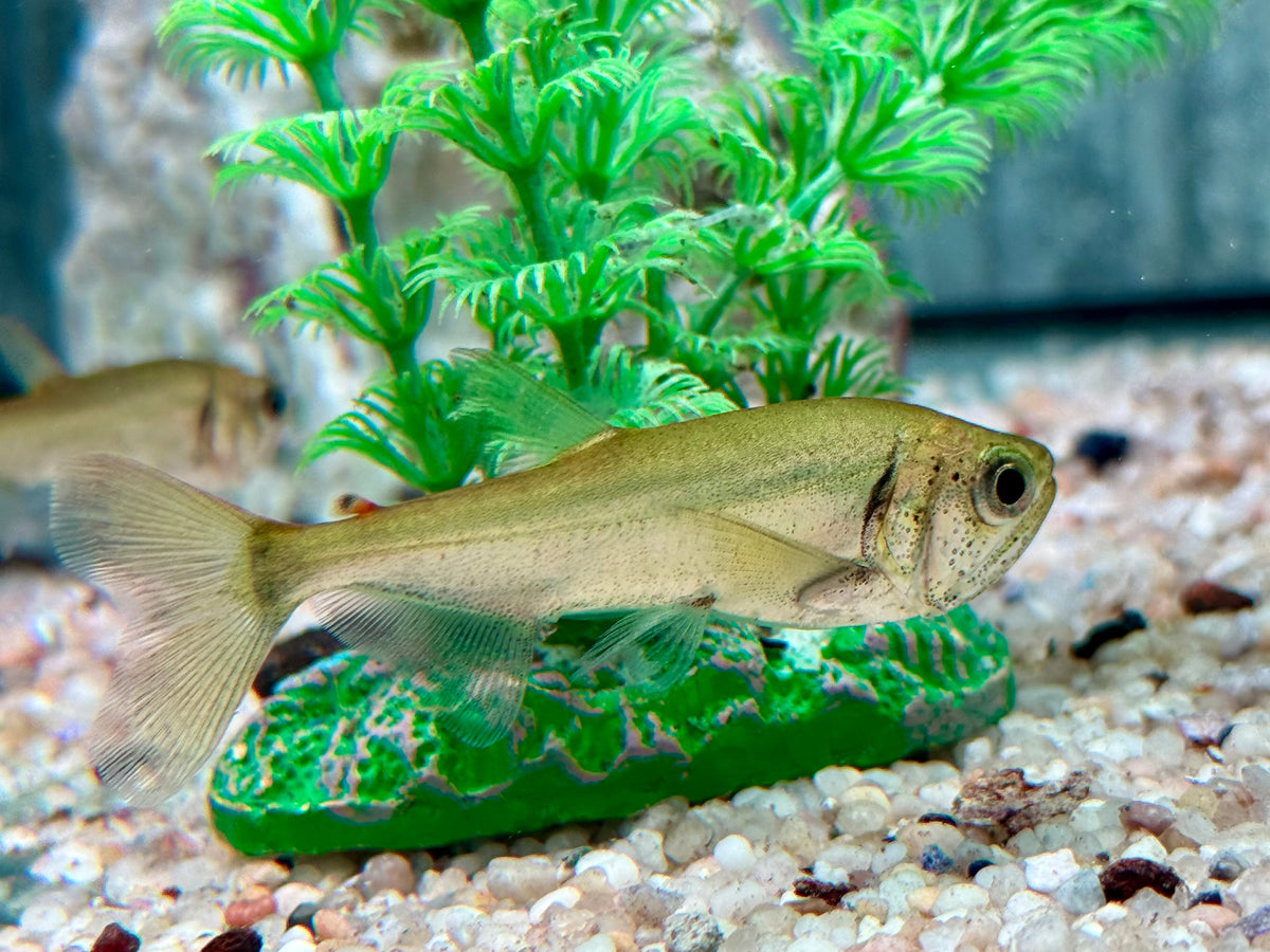 Hydrolycus armatus  Vampirfisch I Payara 7-9 cm