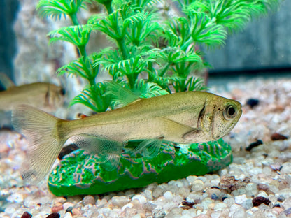 Hydrolycus armatus  Vampirfisch I Payara 7-9 cm