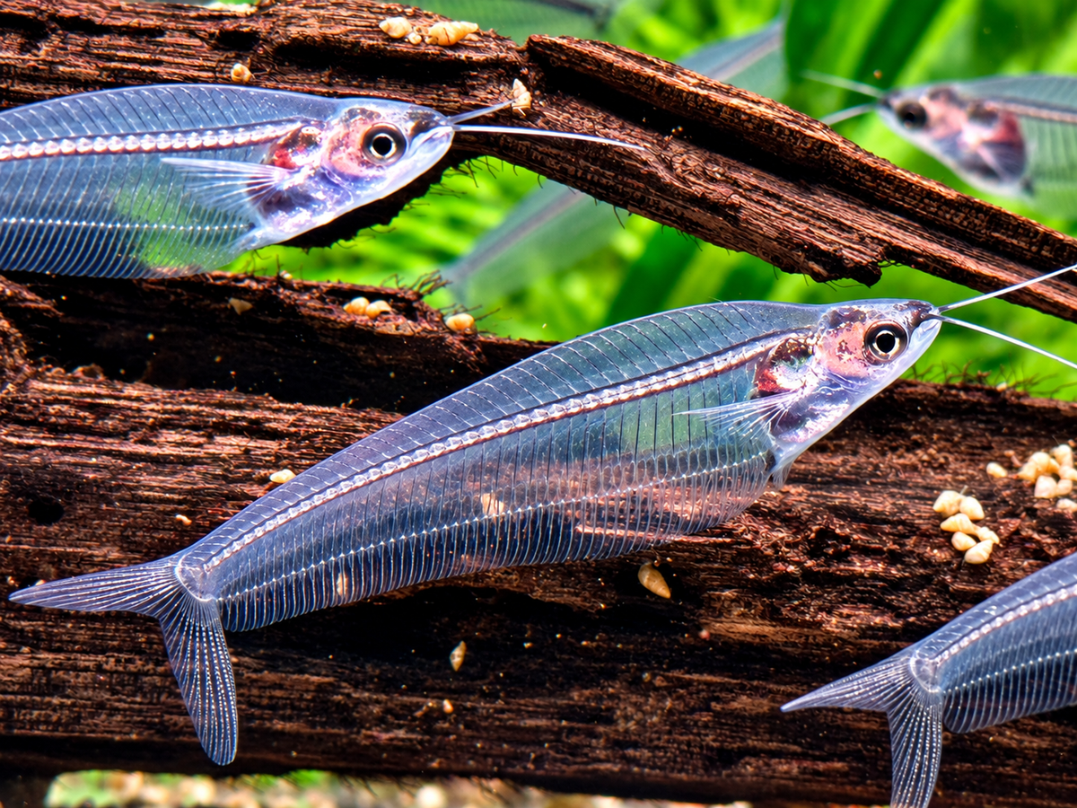 Indischer Glaswels Kryptopterus vitreolus (bicirrhis)