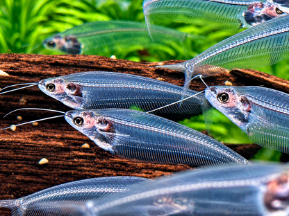 Indischer Glaswels Kryptopterus vitreolus (bicirrhis)