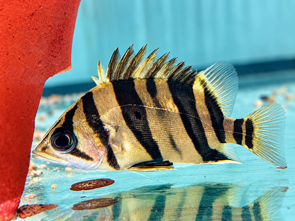 Indonesischer Tigerbarsch Datnioides microlepis 5-6 cm